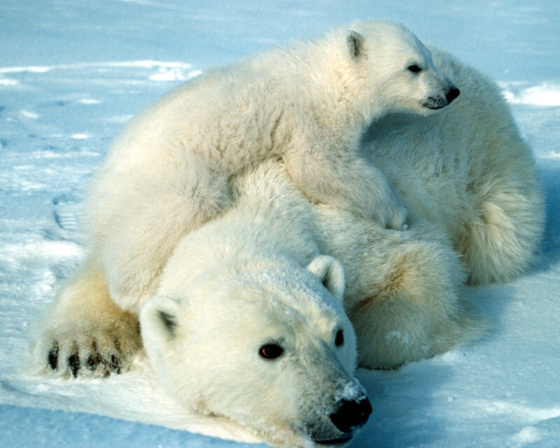 Polar Bear Cub on Adult — White, Calm