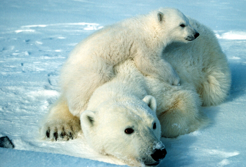 Polar Bear Cub on Adult — White, Calm, Winter, Photograph, Snow, Ice, Blue