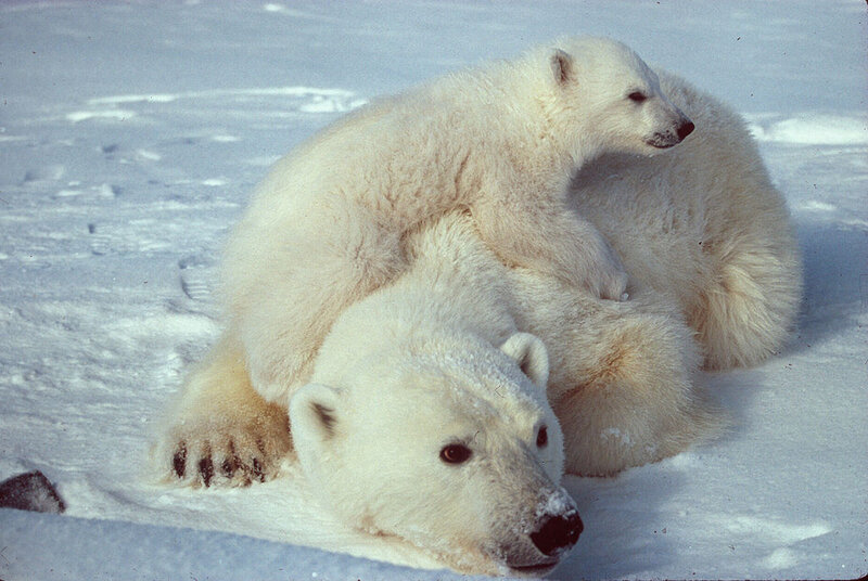 Polar Bear Cub on Adult — White, Calm, Winter, Photograph
