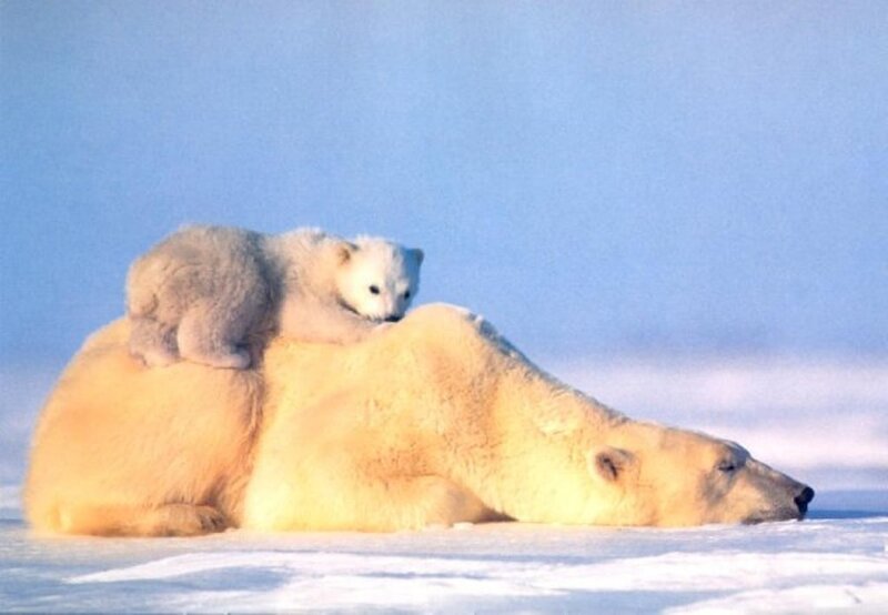 Polar Bear Cub on Adult — White, Serene