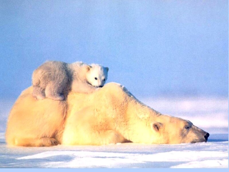 Polar Bear Cub on Adult — White