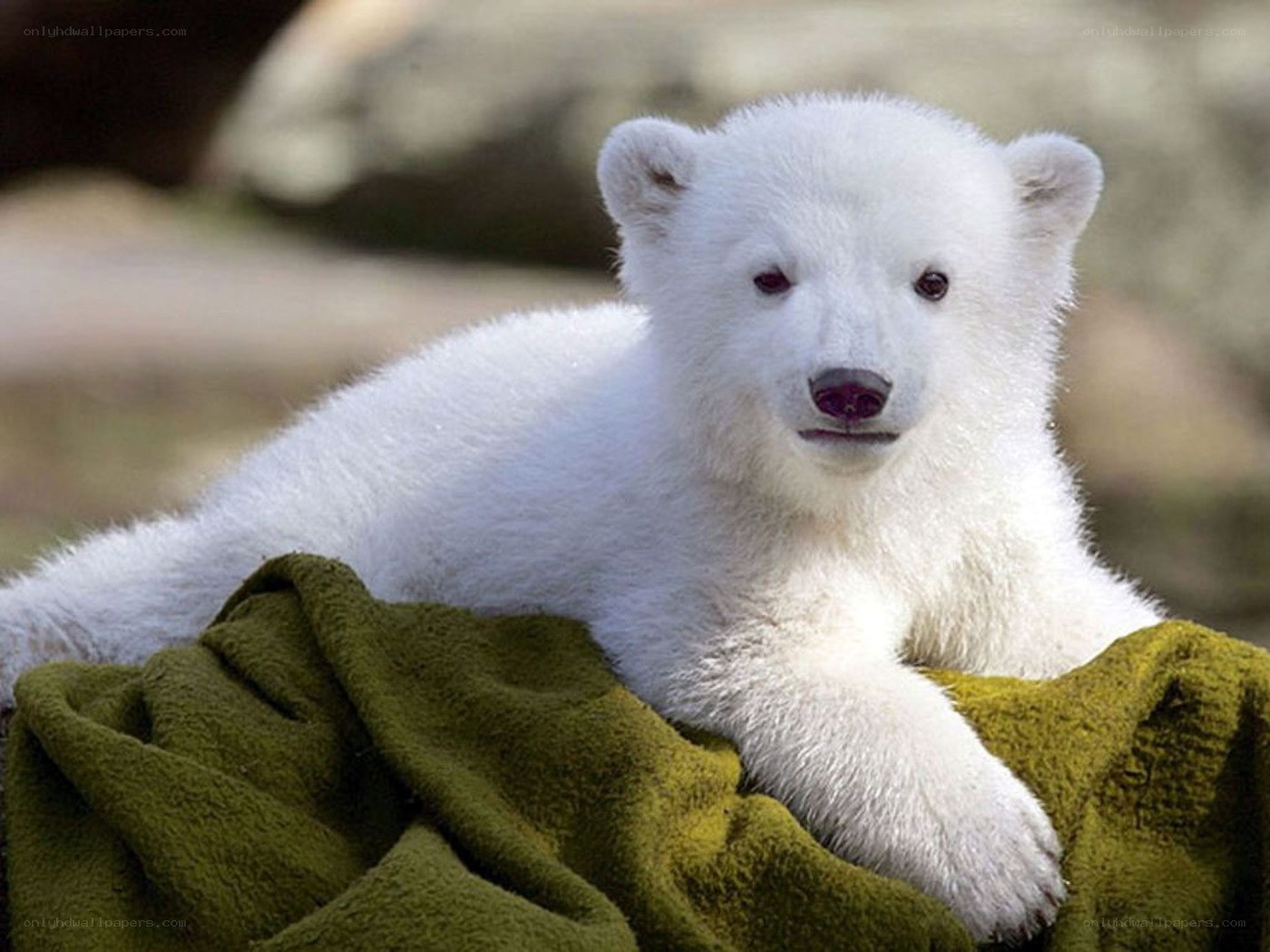 polar bear cub on blanket