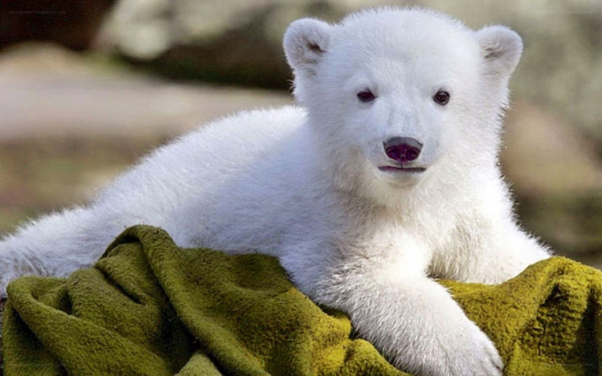 polar bear cub on blanket