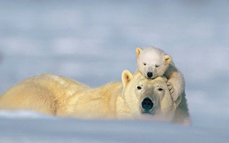 Polar Bear Cub on Mother — White, Calm