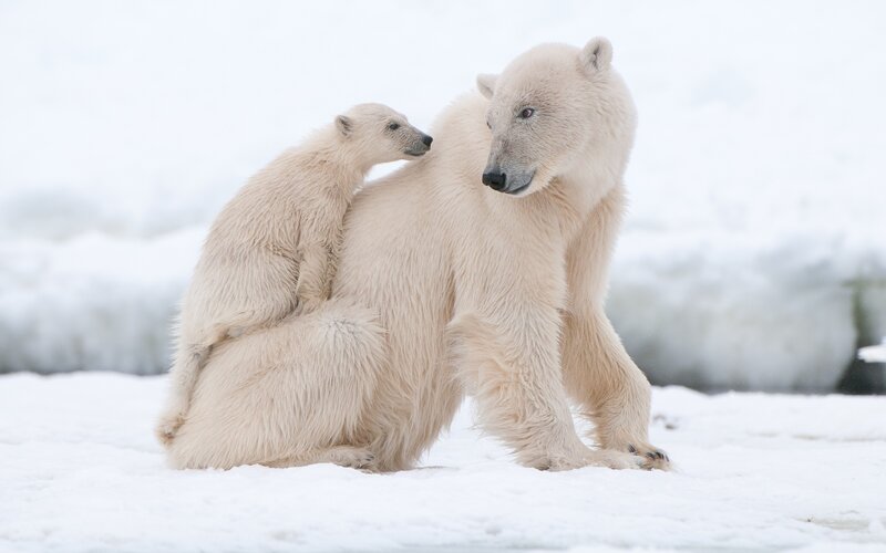 Polar Bear Cub on Mother — White, Calm, Winter