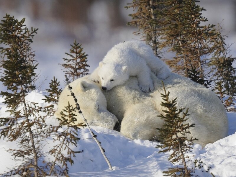 Polar Bear Cub on Mother — White, Peaceful