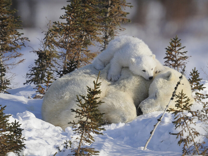 Polar Bear Cub on Mother — White, Serene