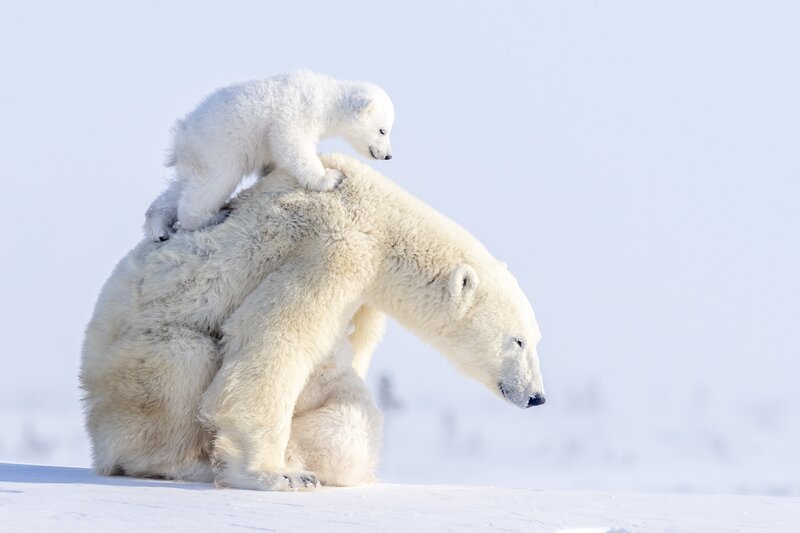 Polar Bear Cub on Mother — White, Serene, Winter, Photograph, Snow, Ice