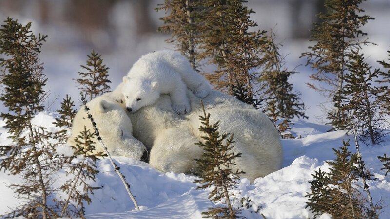 Polar Bear Cub on Mother — White, Serene, Winter, Photograph, Snow, Pine Trees