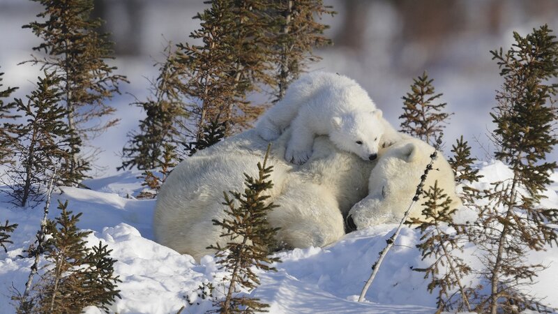 Polar Bear Cub on Mother — White, Serene, Winter, Photograph, Snow