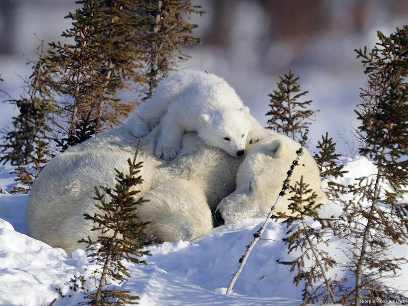 Polar Bear Cub on Mother — White, Serene, Winter