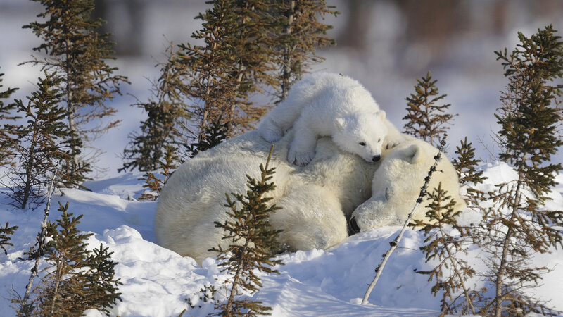 Polar Bear Cub on Mother — White