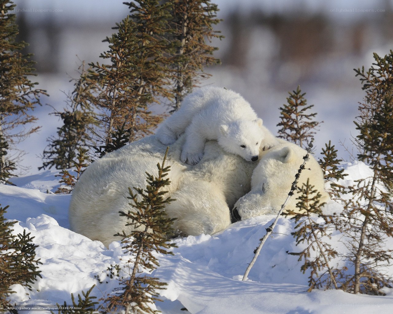 Polar bear cub on mother