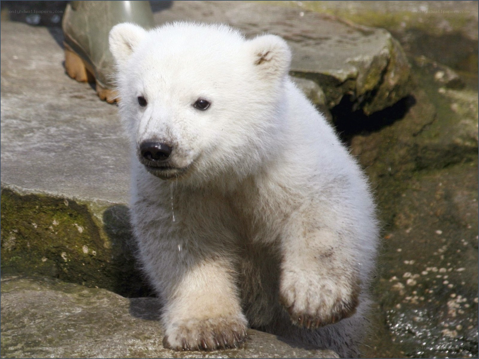 polar bear cub on rocks