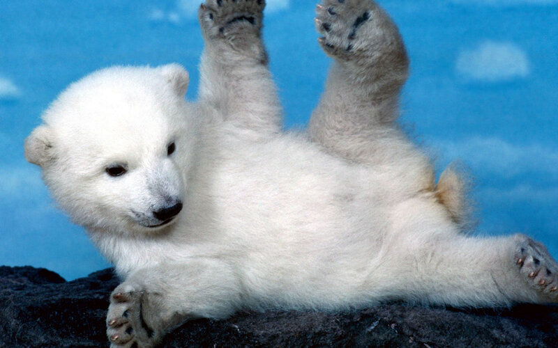 Polar bear cub playing