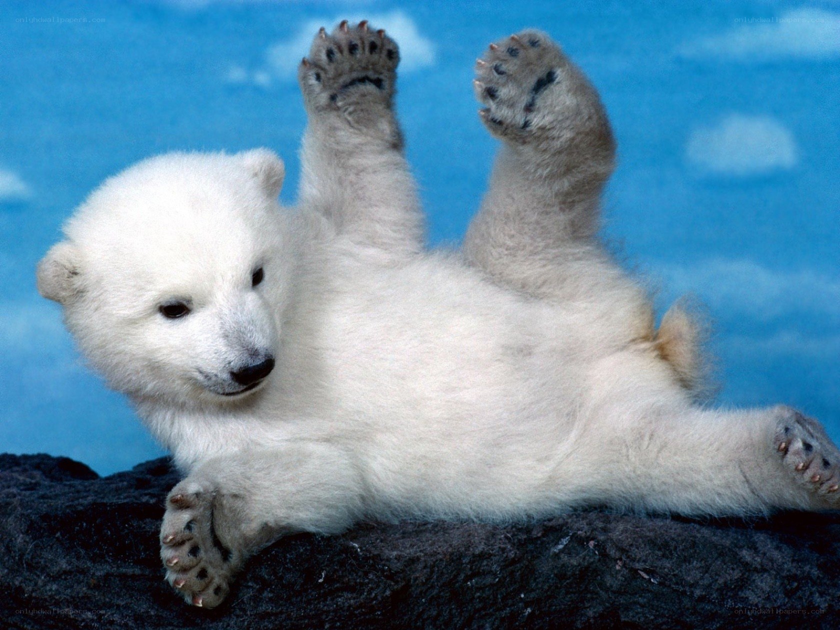 Polar bear cub playing