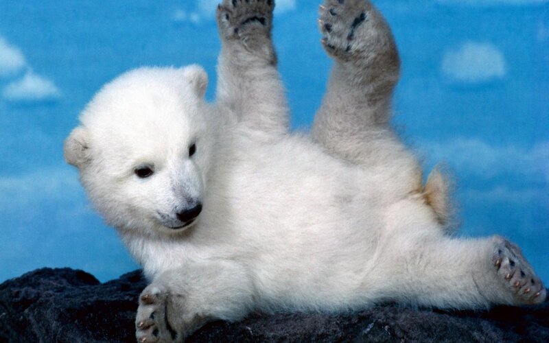 Polar bear cub playing