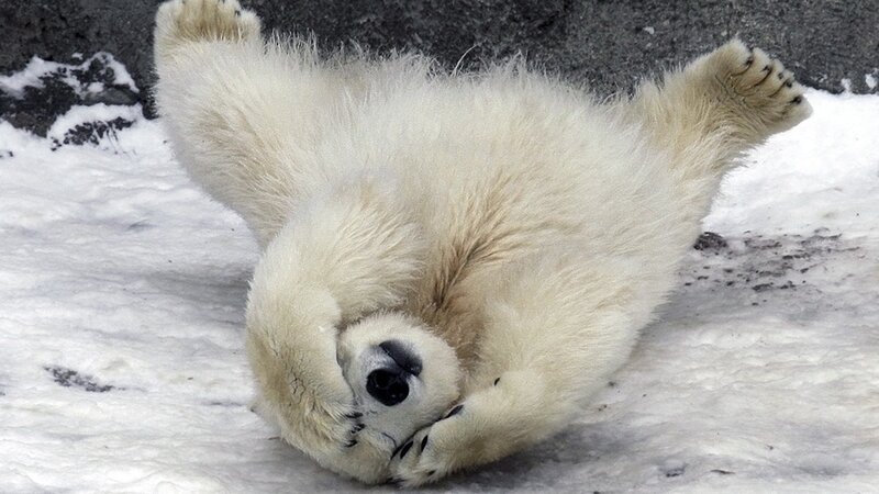 Polar bear cub playing