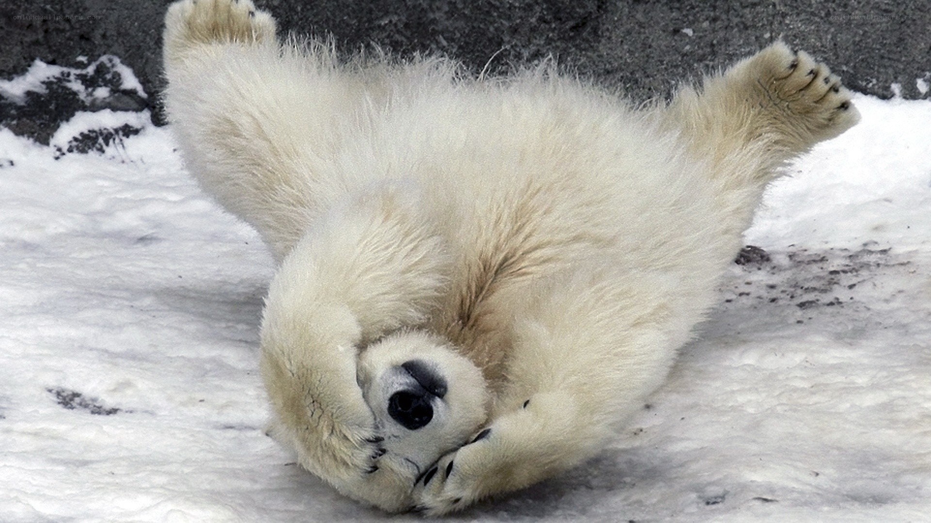 Polar bear cub playing
