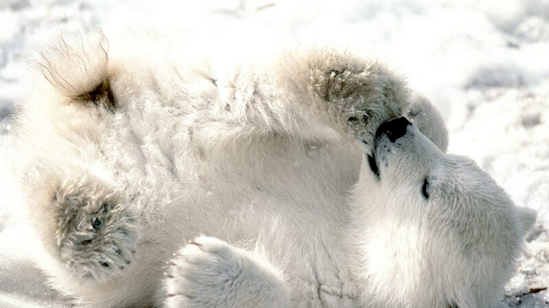Polar bear cub playing