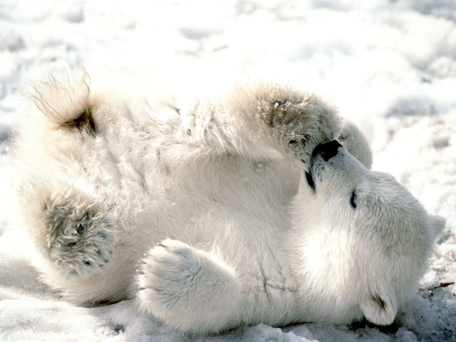 Polar bear cub playing in snow