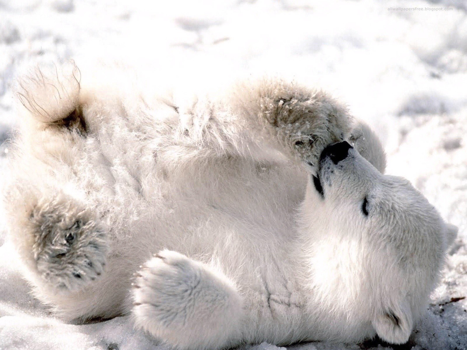 Polar bear cub playing in snow