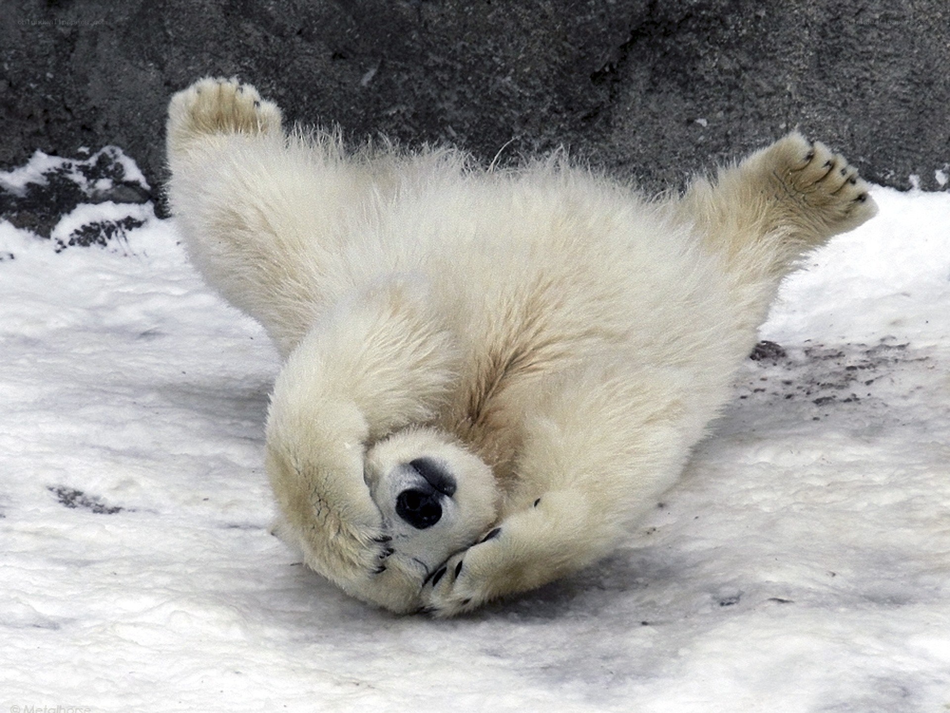 Polar bear cub playing in snow