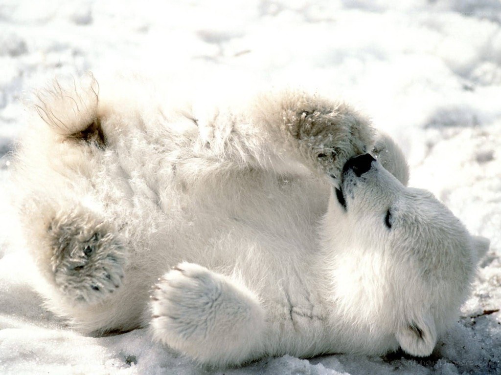 Polar bear cub playing in snow