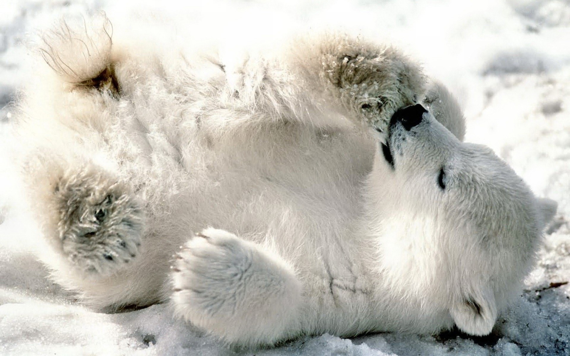 Polar bear cub playing in snow