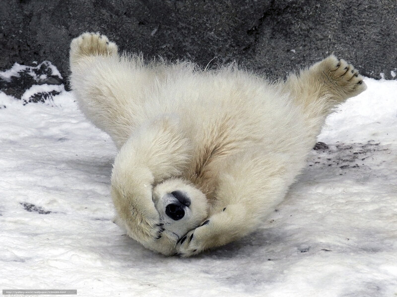 Polar bear cub playing