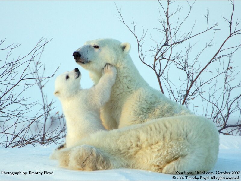 Polar Bear Cub Playing — White, Calm, Winter