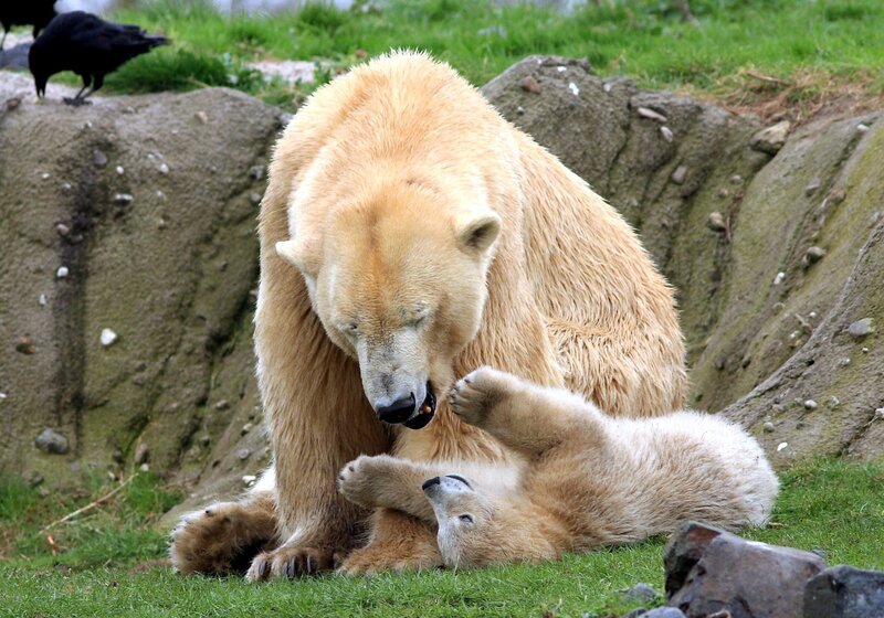 Polar Bear Cub Playing — White, Playful