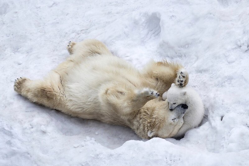 Polar Bear Cub Playing — White, Playful, Winter