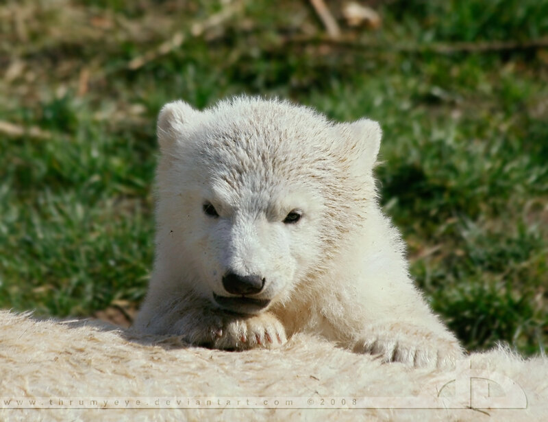 Polar bear cub resting