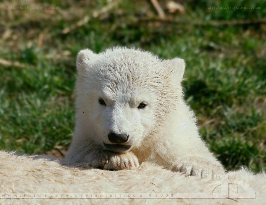 Polar bear cub resting
