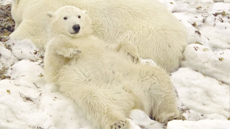Polar bear cub resting