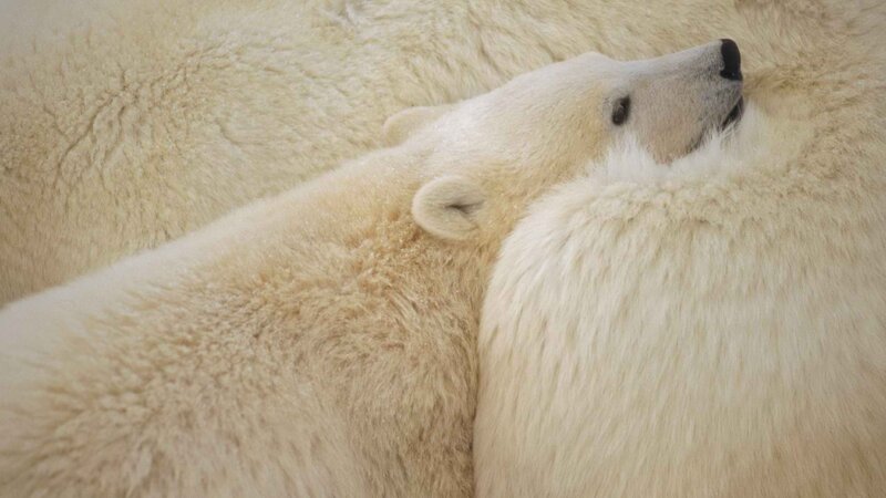Polar bear cub resting
