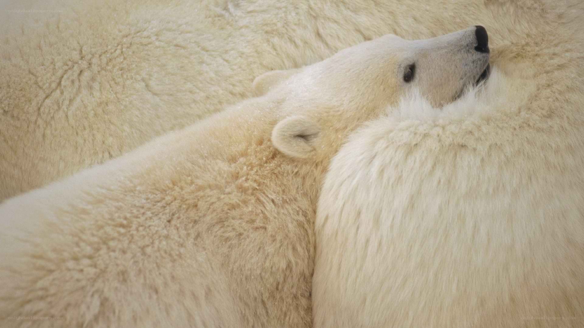 Polar bear cub resting