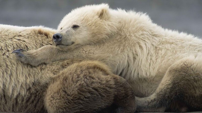 Polar bear cub resting
