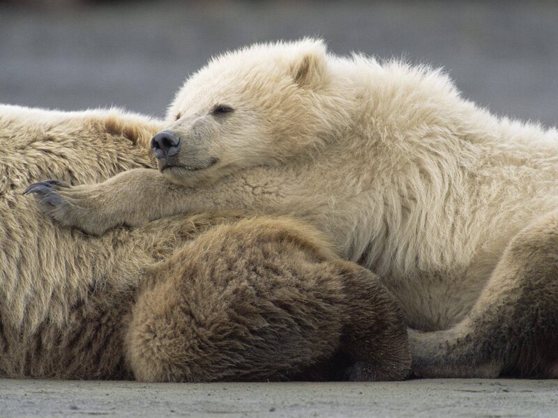 Polar bear cub resting