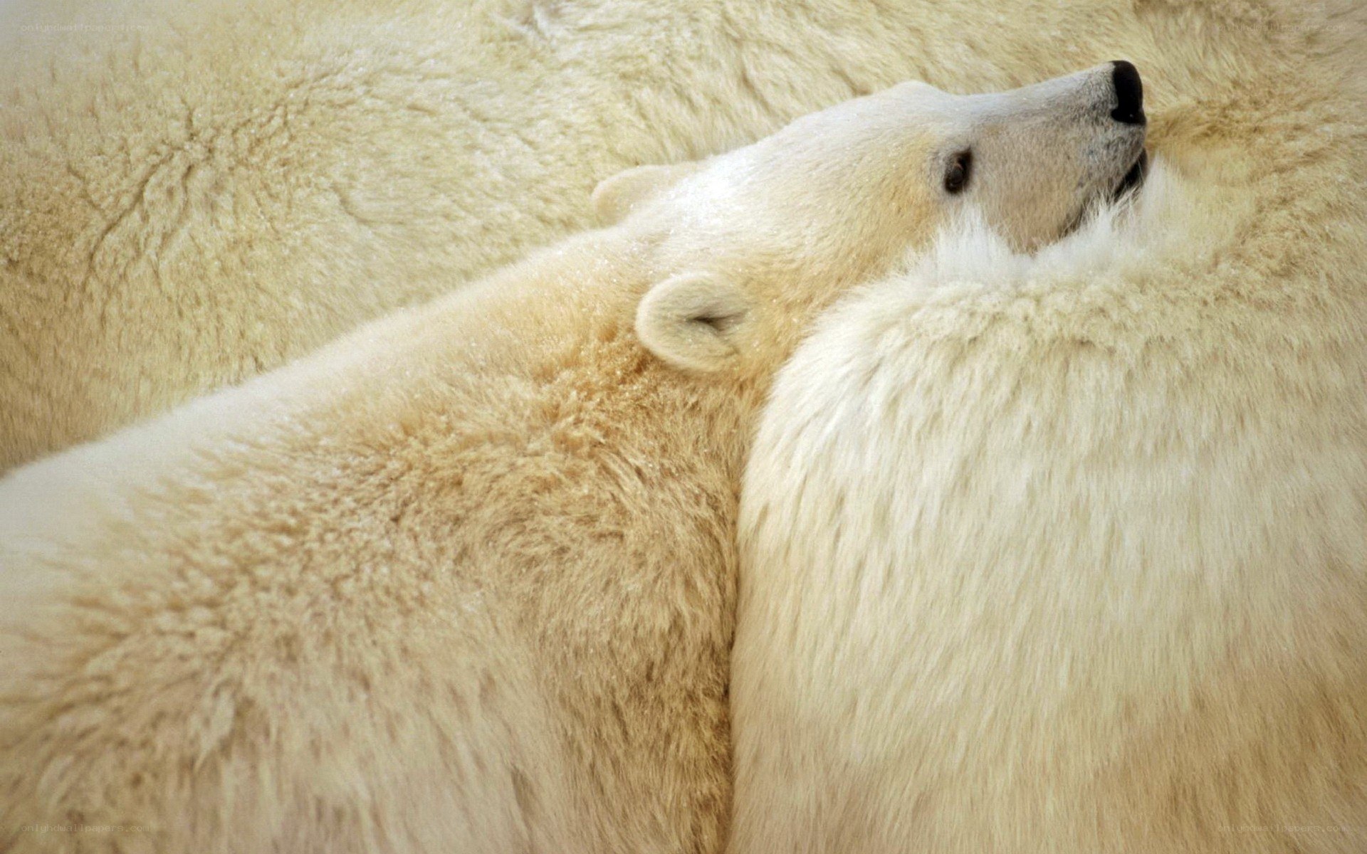 Polar bear cub resting