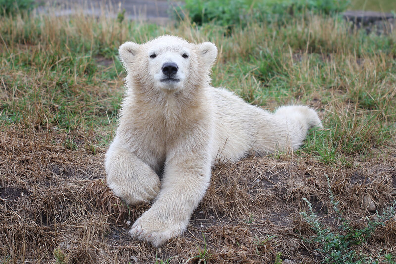 Polar bear cub resting