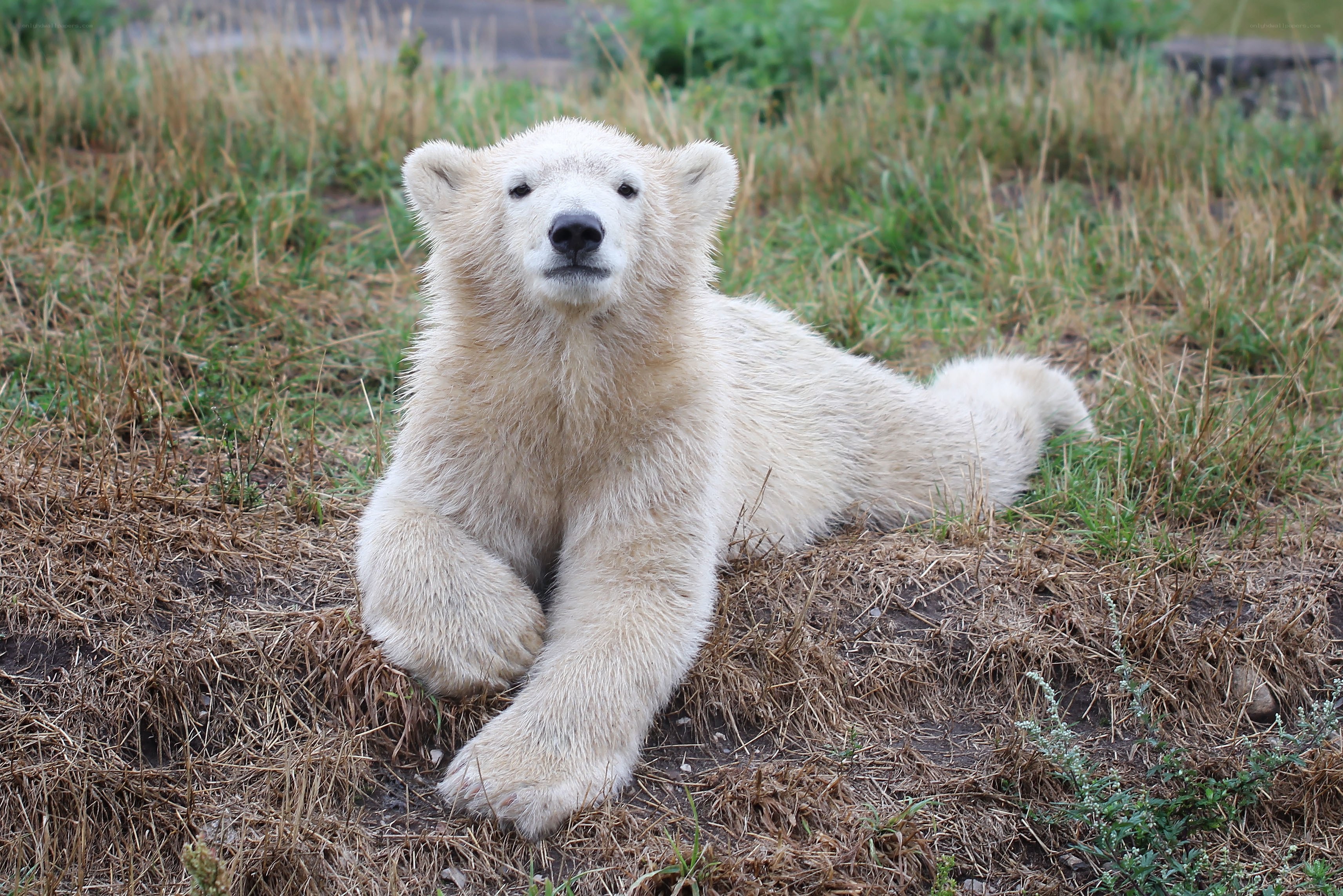 Polar bear cub resting