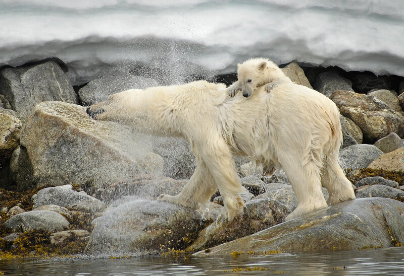 Polar bear cub riding on adult