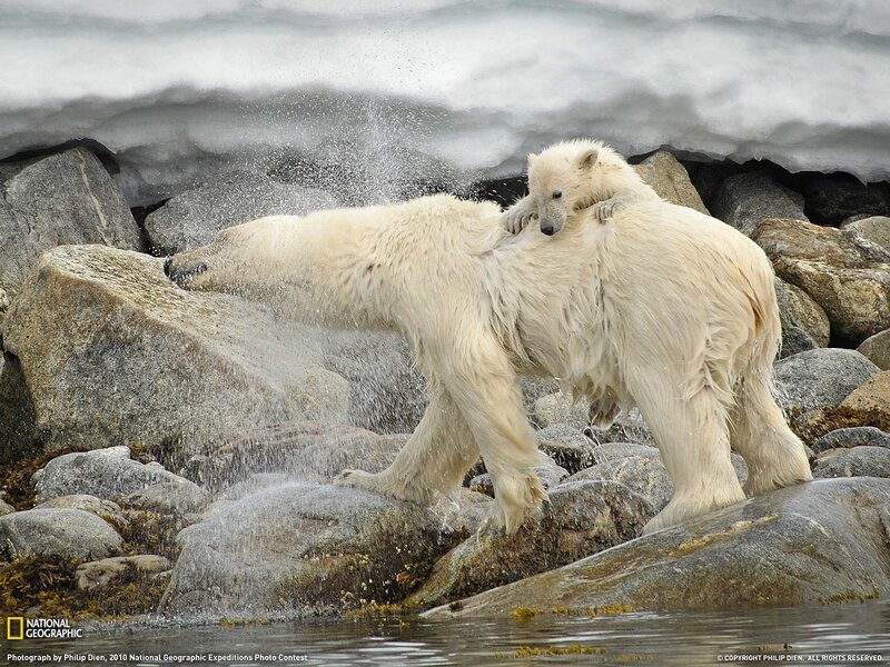 Polar bear cub riding on mother