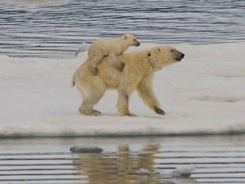 Polar Bear Cub Riding