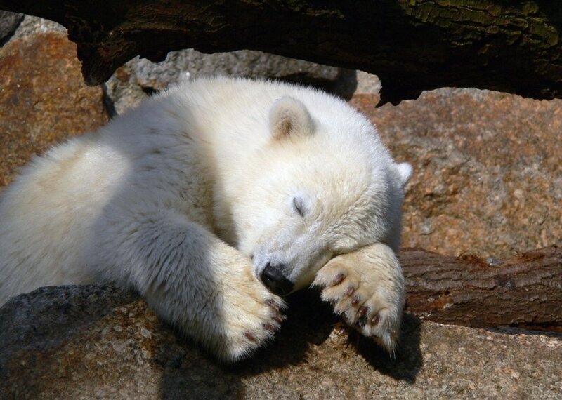 Polar Bear Cub Sleeping