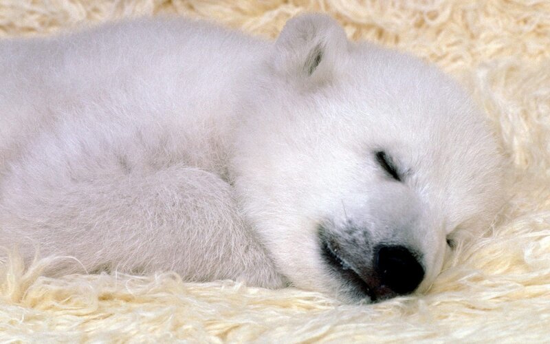 Polar Bear Cub Sleeping — White, Peaceful, Photograph, Fluffy Surface