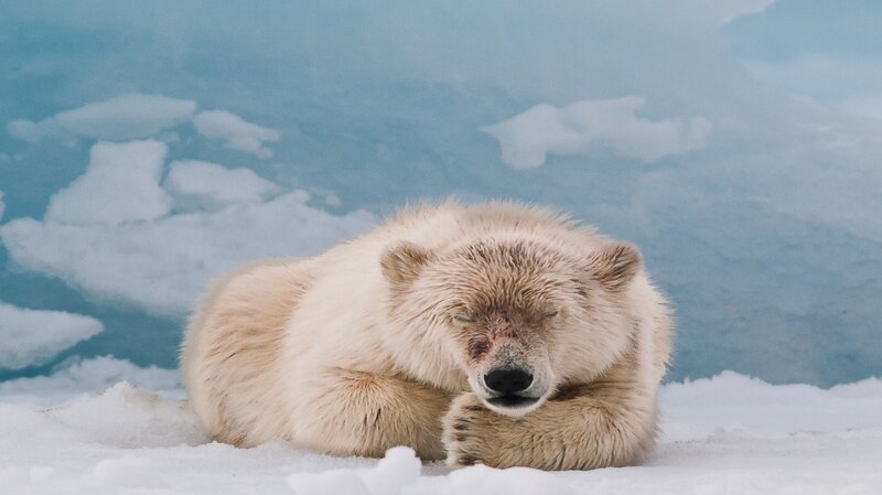 Polar Bear Cub Sleeping — White