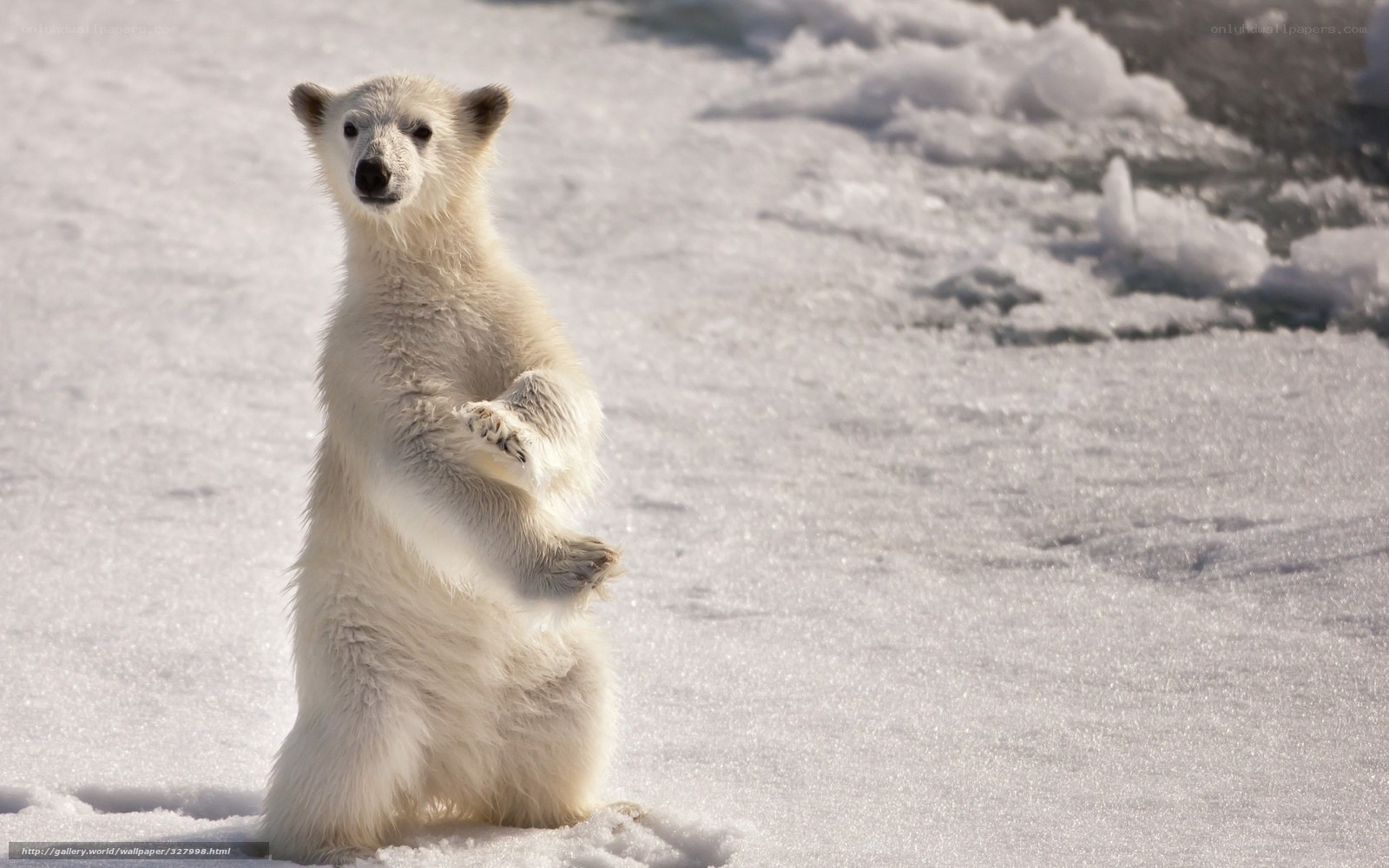 polar bear cub standing